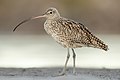 Far Eastern Curlew (Numenius madagascariensis), Stockton Sandspit, New South Wales, Australia