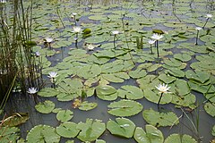 Nymphaea micrantha MS 6263.JPG