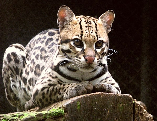 Image: Ocelot (Leopardus pardalis) 8