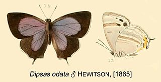 <i>Chaetoprocta</i> Butterfly genus in family Lycaenidae