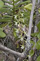 Oeoniella polystachys Ile aux Aigrettes, Mauritius