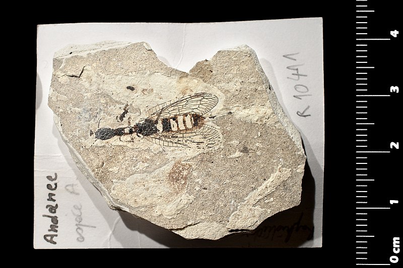 File:Ohmella coffini holotype MNHN part side direct lighting whole.jpg