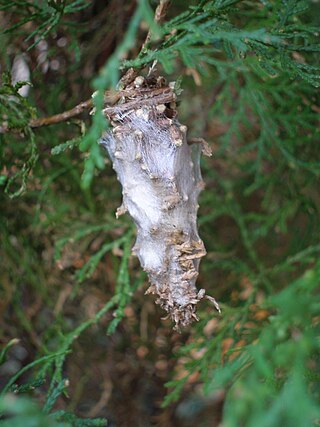 <i>Oiketicus kirbyi</i> Species of moth