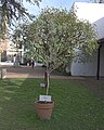 * Nomination Olea europaea (olive) in Casa de Tucumán, Argentina --Ezarate 23:52, 18 August 2023 (UTC) * Decline  Oppose Out of focus. --多多123 17:25, 26 August 2023 (UTC)