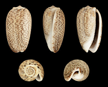 Oliva (Musteloliva) mustelina