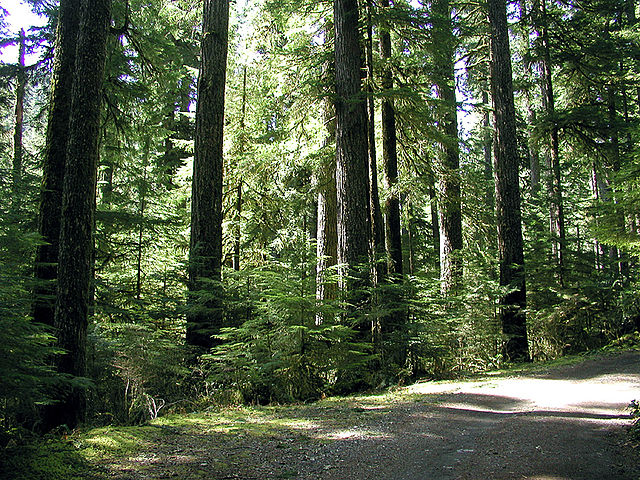 Old-growth forest in the Opal Creek Wilderness