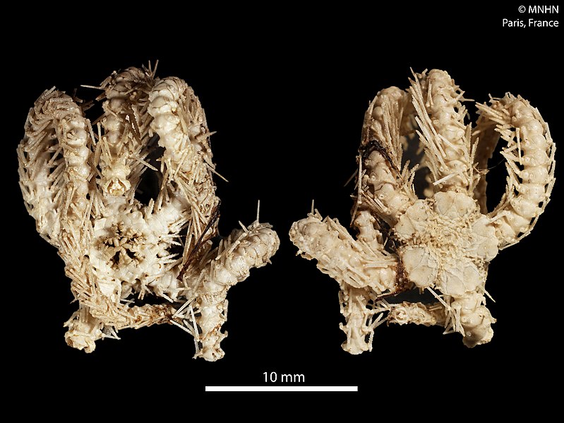 File:Ophioplinthaca manillae (MNHN-IE-2013-10198).jpg