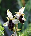 Ophrys EXALTATA gitane 112.jpg