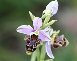  HOA GIEO TỨ TUYỆT - Page 49 250px-Ophrys_picta_