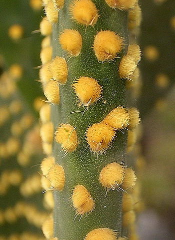 Glochids of Opuntia microdasys