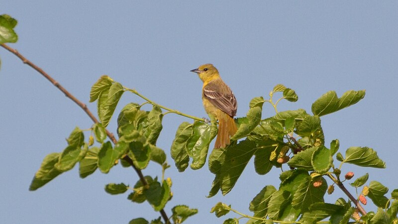 File:Orchard Oriole (8925518724).jpg