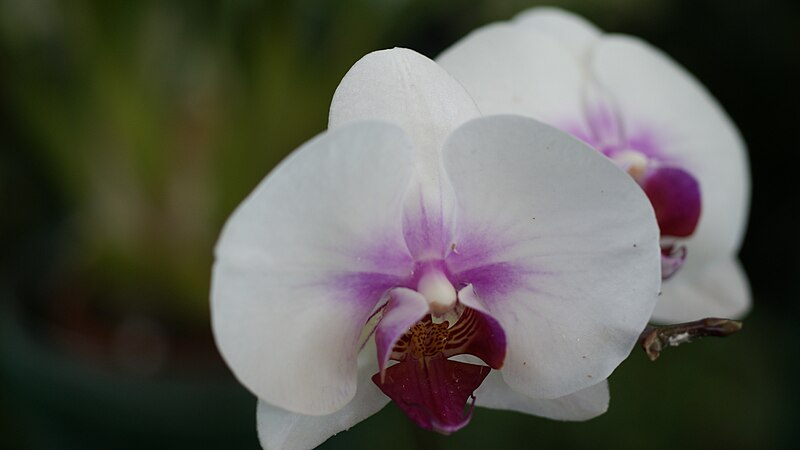 File:Orchids-Mendel-Conservatory.jpg