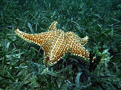 File:Oreaster reticulatus 260741785.jpg (Category:Oreaster reticulatus)