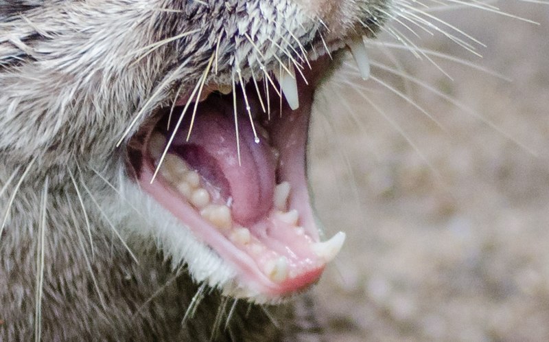 File:Oriental small-clawed otter teeth.jpg