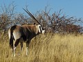 Tiesiaragis oriksas (Namibija)