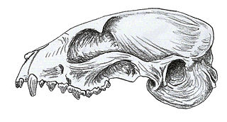 <i>Otarocyon</i> Extinct genus of carnivores