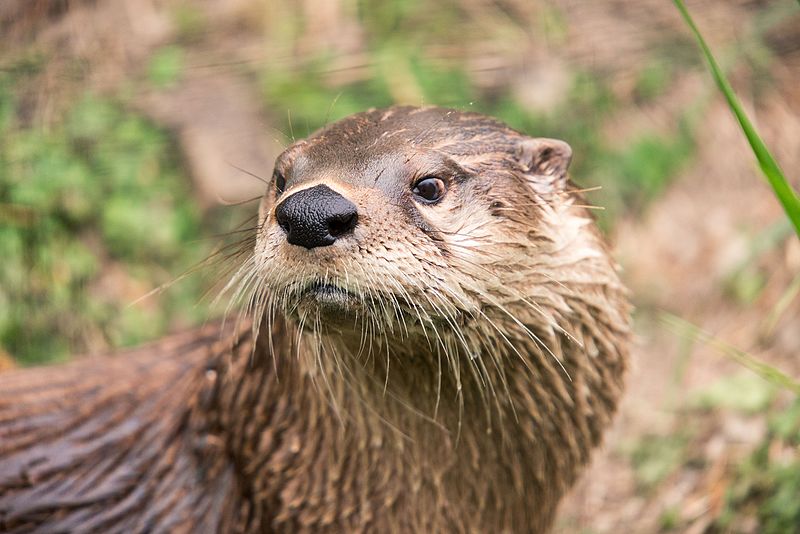 File:Otter Looking Back (17939094316).jpg