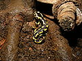 * Nomination A salamandra salamandra. --ComputerHotline 16:59, 1 May 2010 (UTC) * Promotion QI and Useful --Archaeodontosaurus 16:18, 2 May 2010 (UTC)