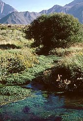Typical habitat of the Owens tui chub Owens Tui Chub habitat.jpg