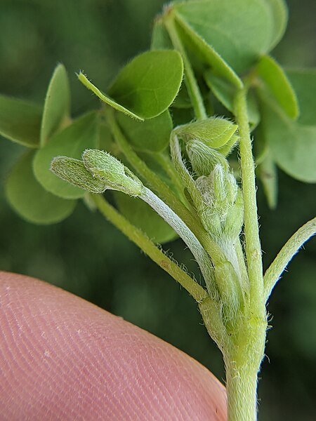 File:Oxalis dillenii stem (07).jpg