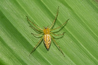 Oxyopes javanus, female