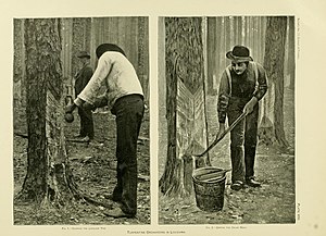 Side-by-side photo and print each show men working on cutting a so-called "cat-face" into a longleaf pine tree to extract resin. The two men in the photo on the left are of African decent and the man in the pringing on the right shows lighter skin.