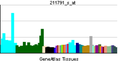 PBB GE KCNAB2 211791 s ĉe tn.png