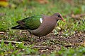Pacific Emerald Dove, Crater Lakes National Park--Chambers Rainforest Lodge, Tablelands, Queensland, Australia