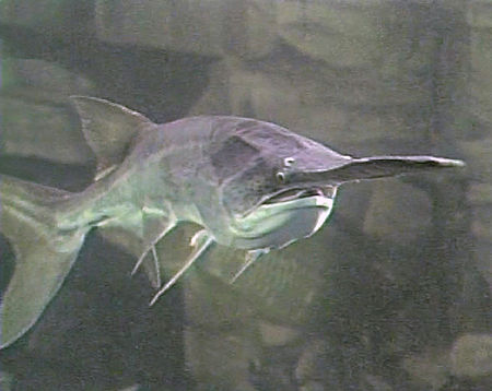 An American paddlefish in a large aquarium tank