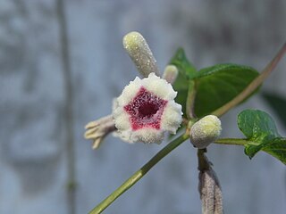 <i>Paederia</i> Genus of plants