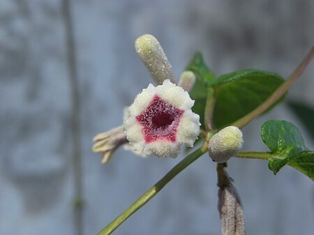 Paederia scandens 2.JPG