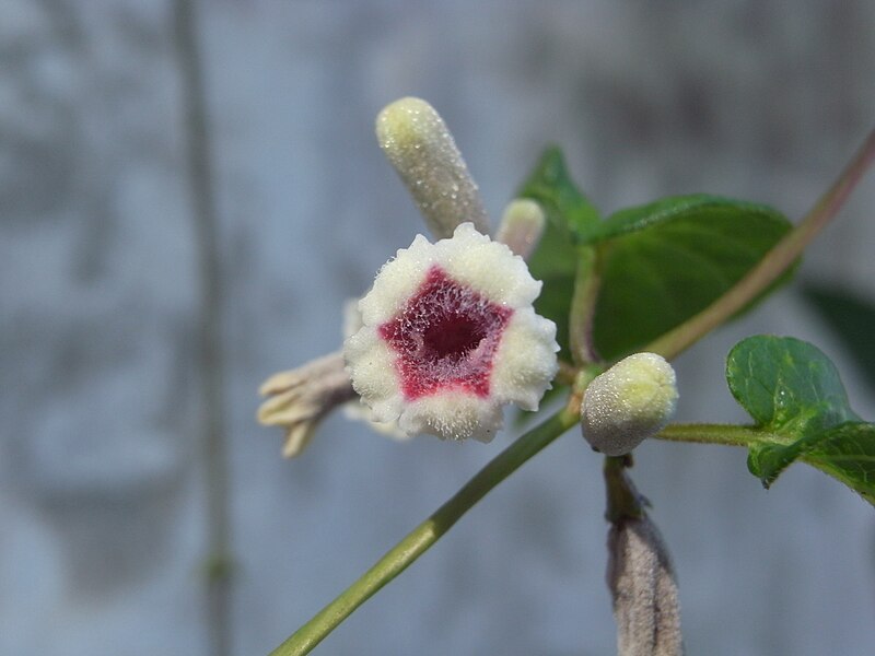 File:Paederia scandens 2.JPG