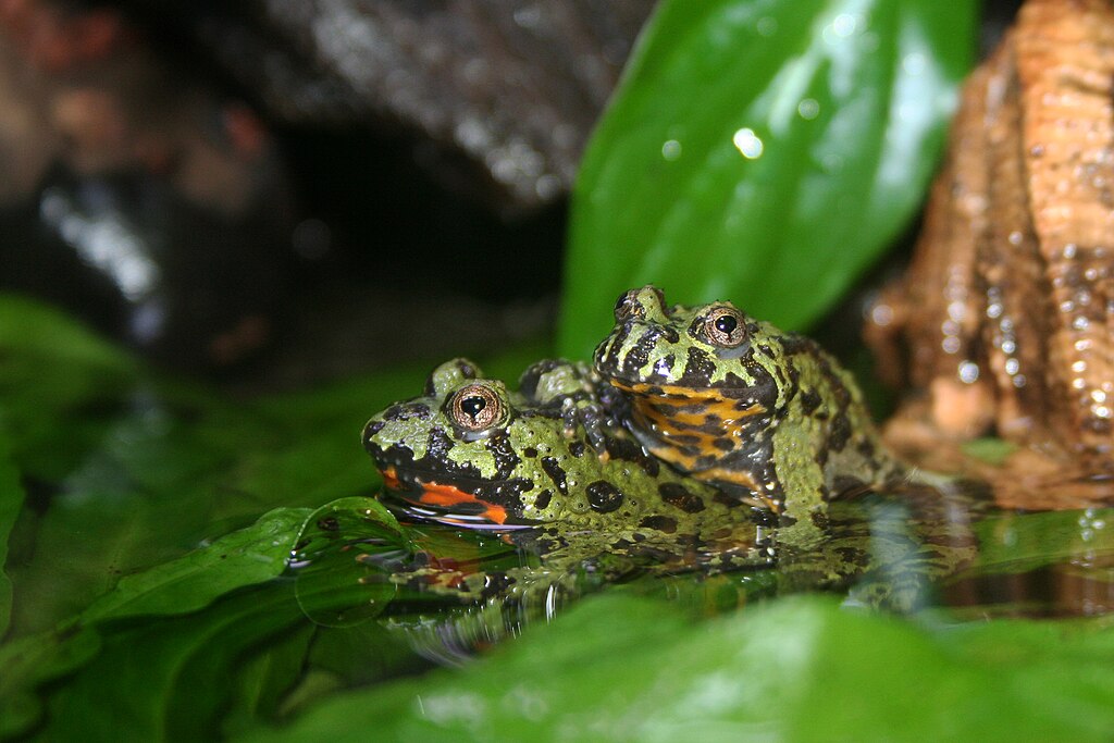 oriental fire-bellied toad lifespan