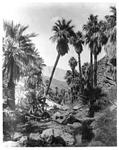 File:El Paseo (Palm Desert) 04.jpg - Wikipedia