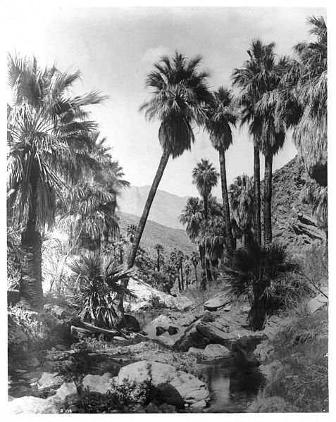 File:Palm Canyon near Palm Springs, showing palm trees over a creek, ca.1901 (CHS-2104).jpg