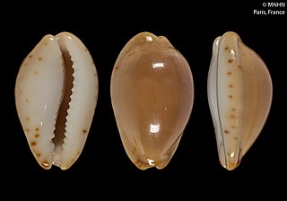 Palmadusta androyensis Species of gastropod