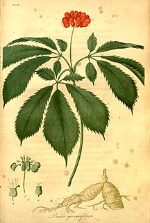 American ginseng Species of flowering plant