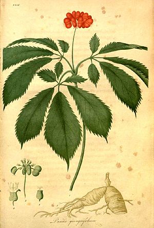 아메리카인삼의 잎가지와 열매