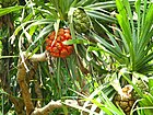 Pandanus fascicularis.jpg