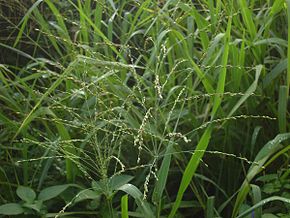 Beschrijving van de afbeelding Panicum maximum.jpg.