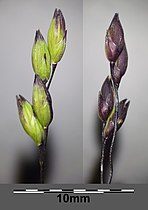 Branch of panicle with spikelets