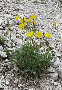 Papaver rhaeticum 060707.jpg