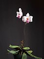 Paphiopedilum delenatii