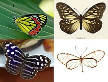 Papilionoidea - samples.jpg