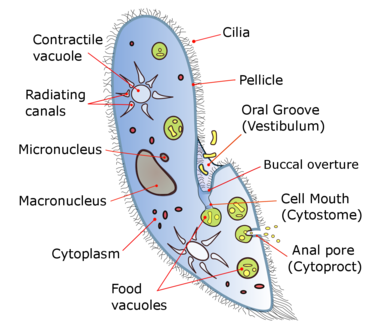 Un diagramme de Paramecium caudatum