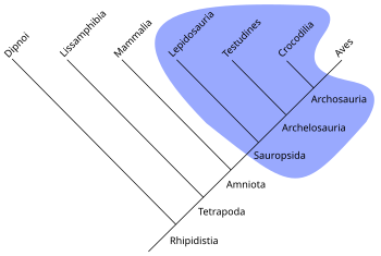 Árvore de evolução.  Os répteis são um grupo parafilético.  Este grupo inclui um ancestral e alguns de seus descendentes, mas não todos, uma vez que os pássaros estão excluídos.