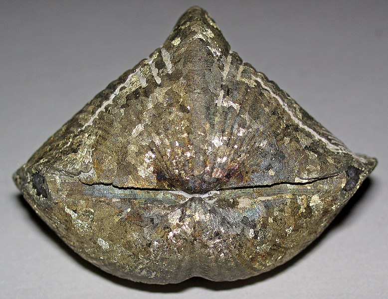 File:Paraspirifer bownockeri (pyritized fossil brachiopod) (Silica Formation, Middle Devonian; quarry in Lucas County, Ohio, USA) 15.jpg