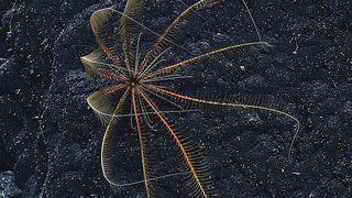 <span class="mw-page-title-main">Atelecrinidae</span> Family of crinoids