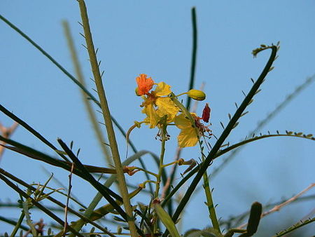 Fail:Parkinsonia.jpg