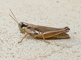 <i>Paroxya atlantica</i> Species of grasshopper